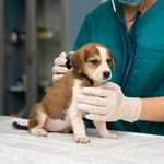 Market Leader In Veterinary Services At A Rare Discount