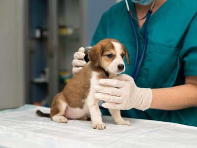 Market Leader In Veterinary Services At A Rare Discount